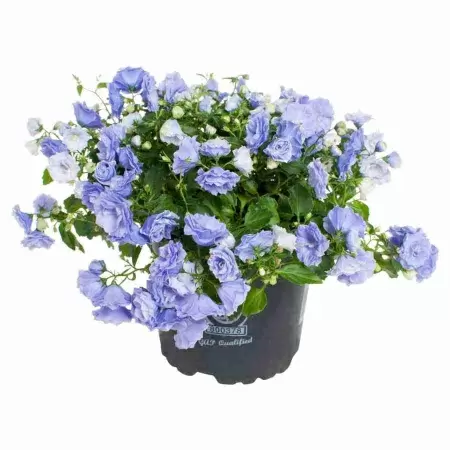 Кампанула махровая синяя