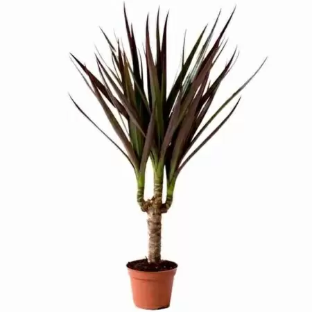 Драцена маргината Маджента 1 ст