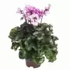 Цикламен Бахромчатый микс