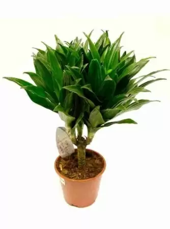 Драцена фрагранс Компакта