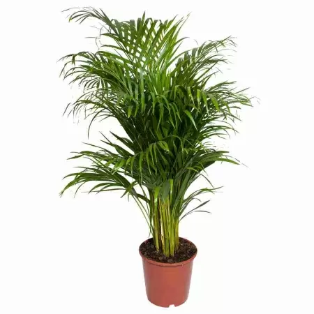 Пальма Арека 