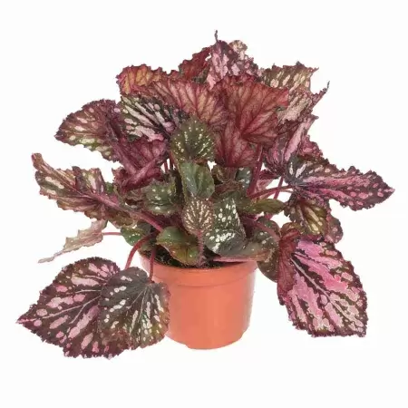 Бегония рекс Каракас