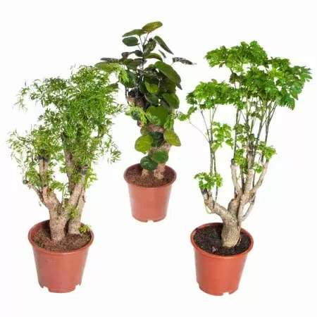 Дерево Полисциас 