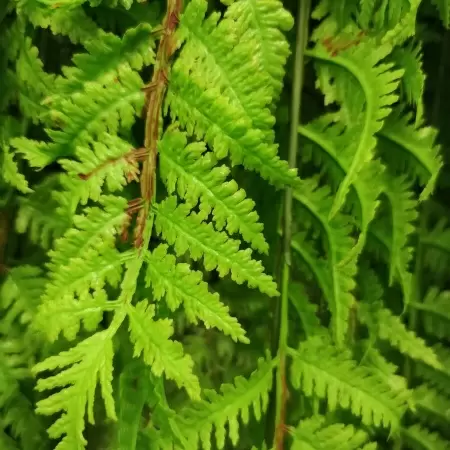 Папоротник искусственный ампельный