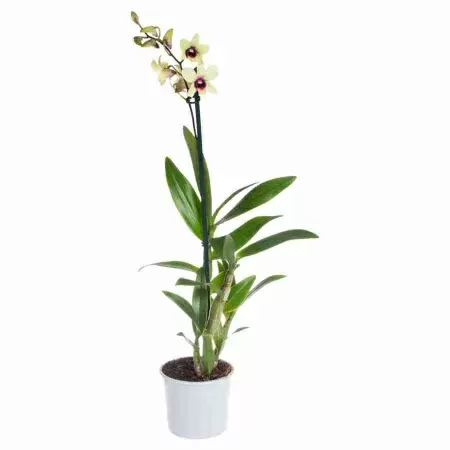 Дендробиум Санок Банана Шоколад 1 ст