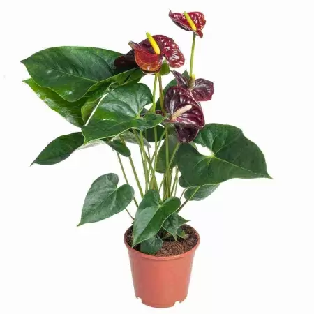 Антуриум андрианум Арамон коричневый