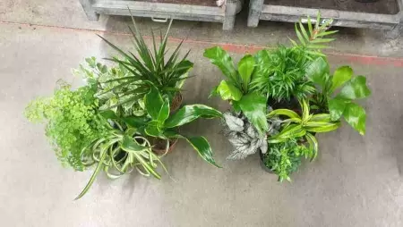 Драцена фрагранс Канзи