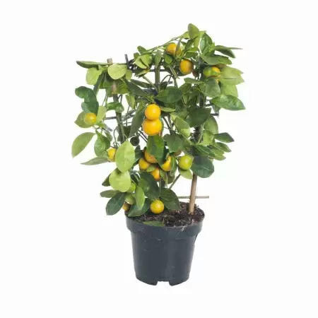 Цитрофортунелла Каламондин