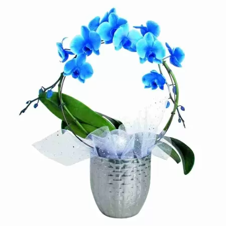 Фаленопсис королевский Голубой обод 