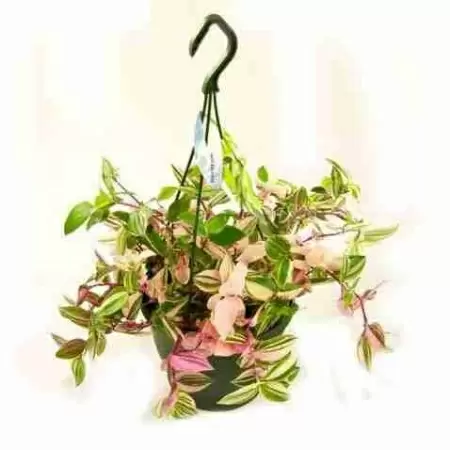 Традесканция Квадриколор ампельная