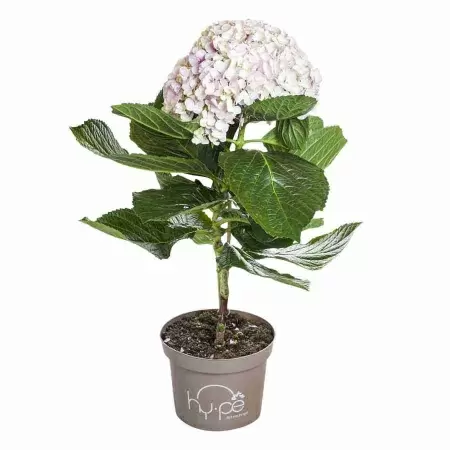 Гортензия Авангард розовая