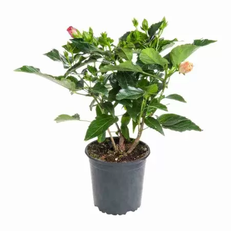 Гибискус махровый оранжевый