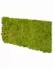 Панель из стабилизированного мха, фисташковый