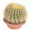 Эхинокактус Грузони