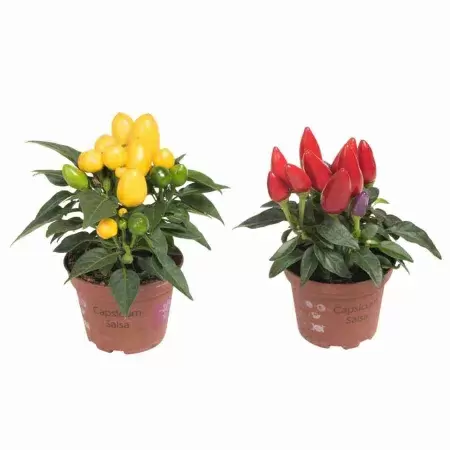 Капсикум Кубана 