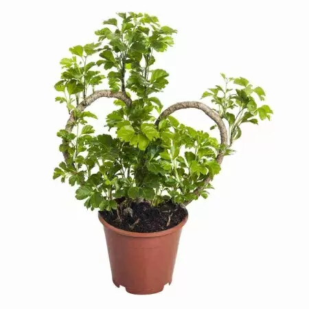 Полисциас Минг сердце