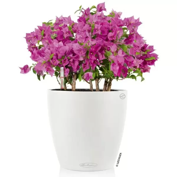 Кашпо Lechuza Classico Color