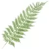 Ветка новогодняя Папоротник