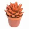 Эхеверия краш оранж