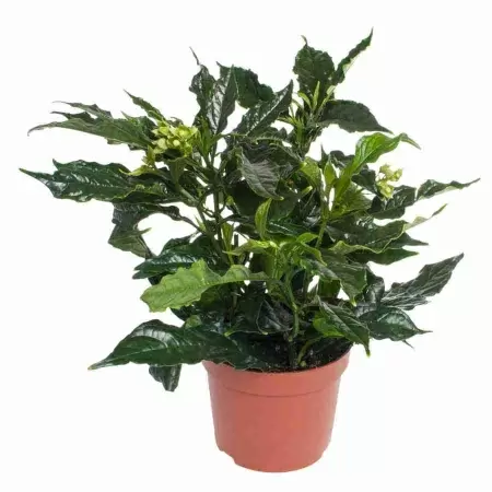 Клеродендрон Валичи