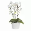 Фаленопсис Белый каскад 2 ст