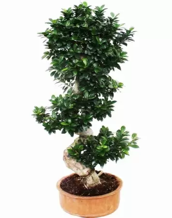 Бонсай фикус микрокарпа