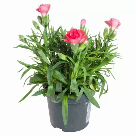 Гвоздика светло-красная