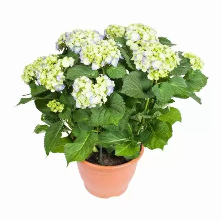 Гортензия Бела крупнолистовая
