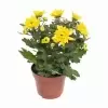 Хризантема Жёлтая Кармел