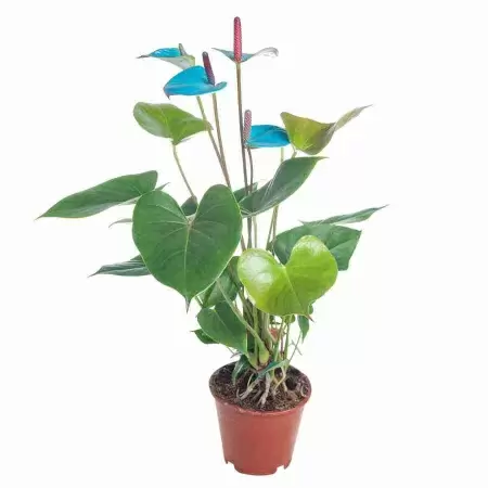 Антуриум Андрианум Пикассо