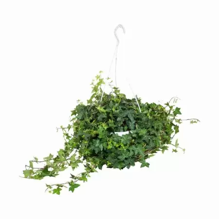 Хедера хеликс Питтсбург