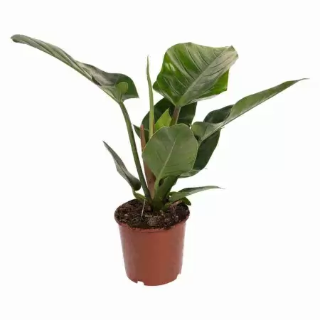 Филодендрон Империал Грин