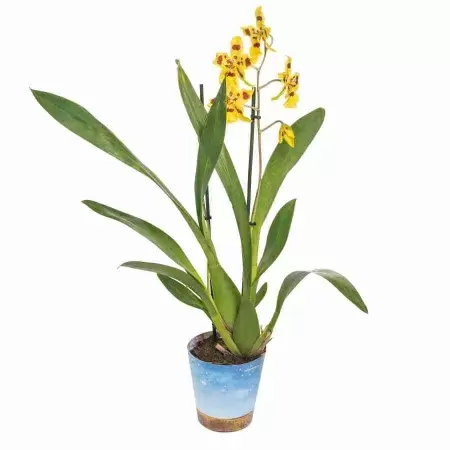 Одонтоцидиум Айриш Мист 2 ст