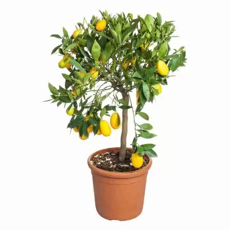 Цитрус Лимон 