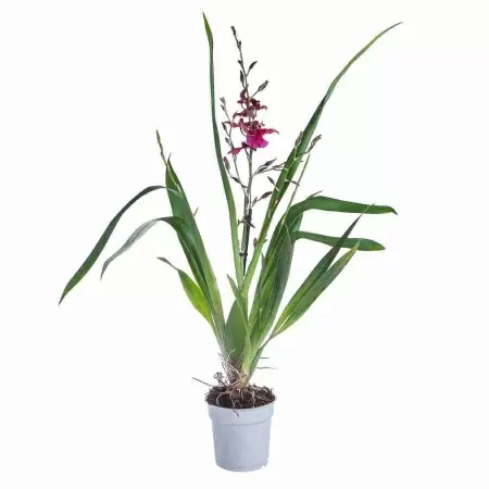 Буррагеара Лацио 2 ст