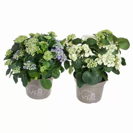 Гортензия кудрявая микс