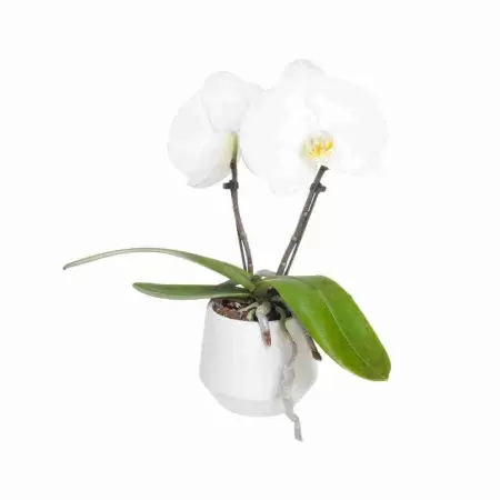 Фаленопсис Синголо 2 ст Фаленопсис Синголо 2 ст