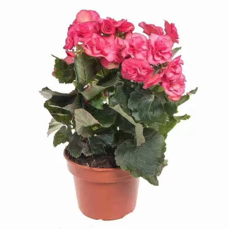 Бегония элатиор Электра Пинк