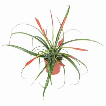 Тилландсия Флабеллата