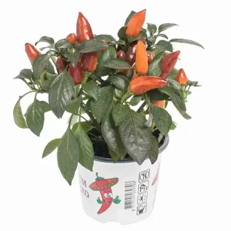 Капсикум Орнамент Оранж