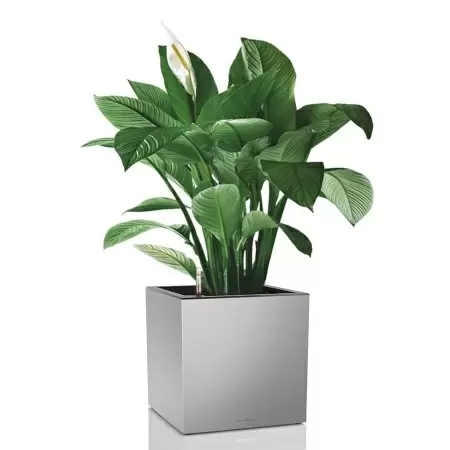 Кашпо Lechuza Canto Cube