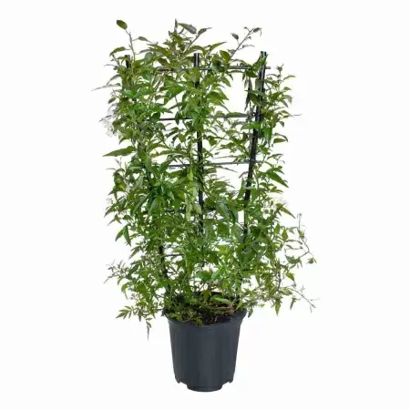 Соланум Жасминовидный на решетке