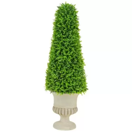 Самшит в кашпо