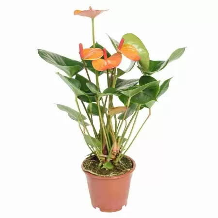 Антуриум андрианум Оранж