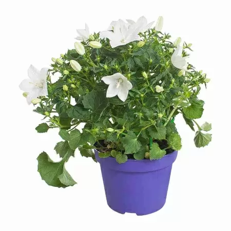 Кампанула изофилла белая