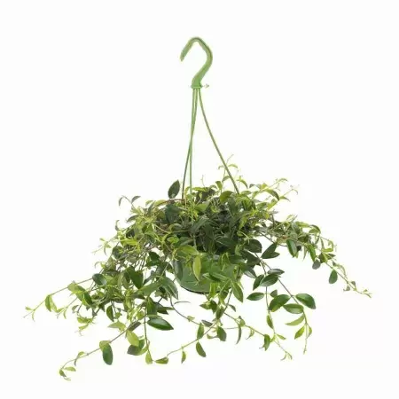 Эсхинантус Прекрасный