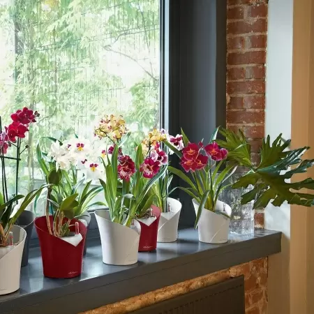 Кашпо Lechuza Orchidea