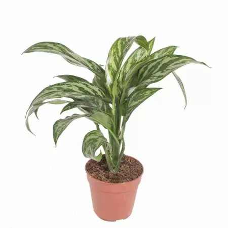 Аглаонема Лилиан