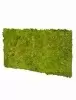 Панель из стабилизированного мха, фисташковый