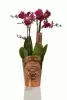 Фаленопсис Дуэтто ассорти 4 ствола